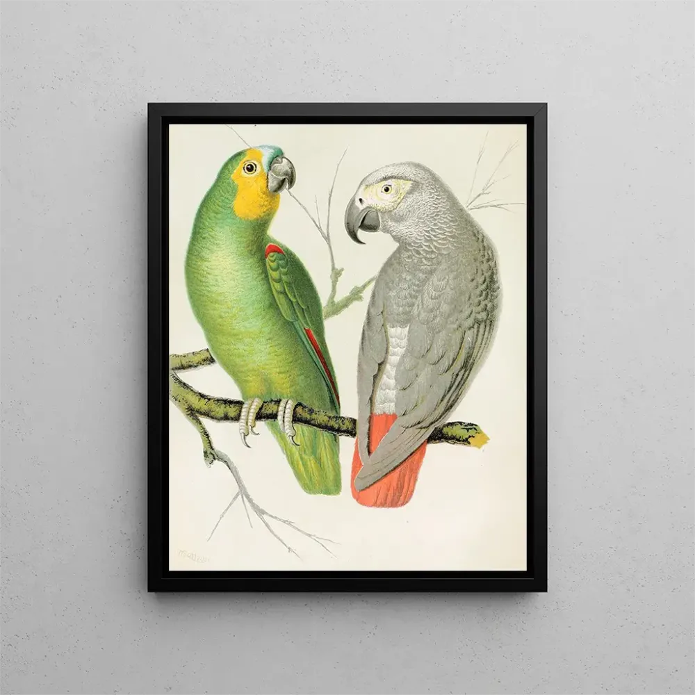 Gemälde Papagei Amazonas - W. . Blakston | Kunstdruck