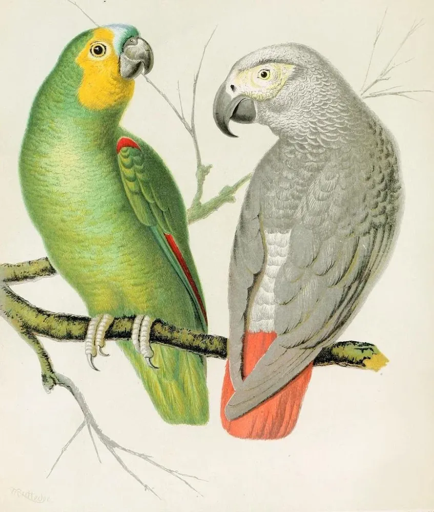 Gemälde Papagei Amazonas - W. . Blakston | Kunstdruck