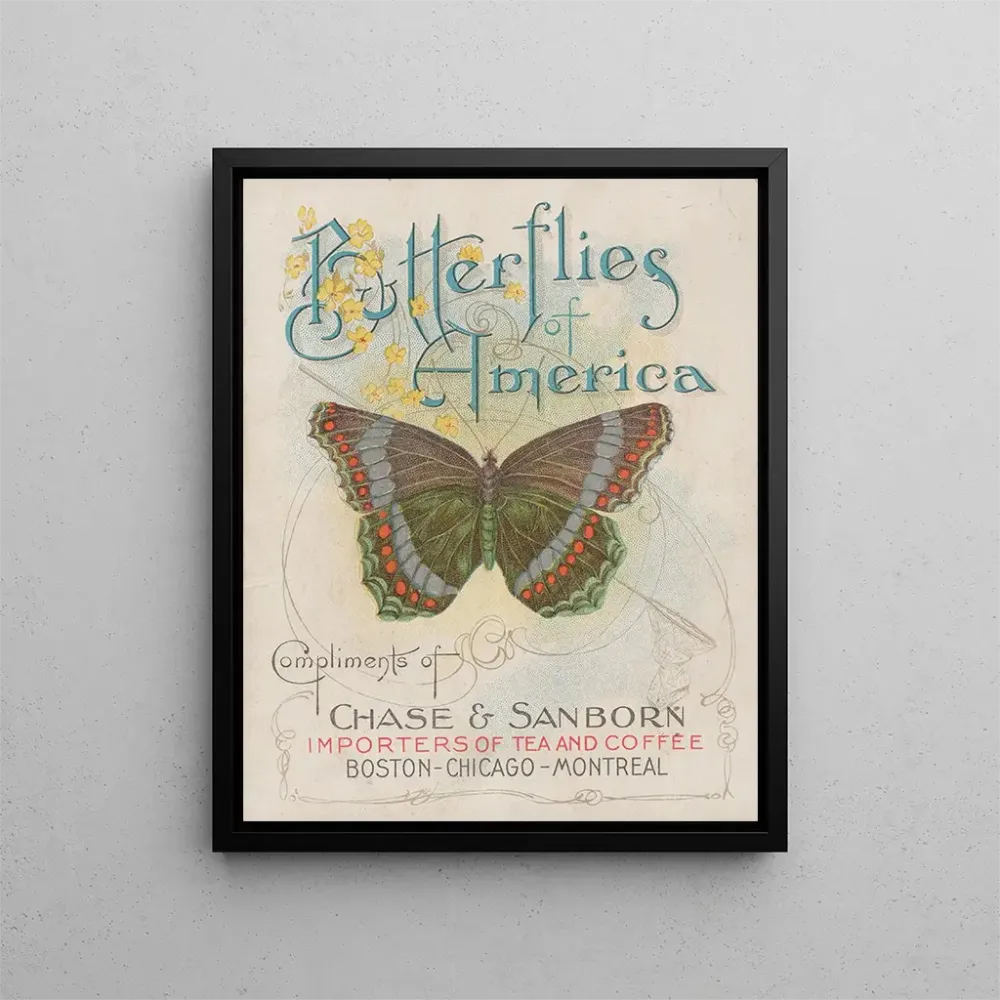 Gemälde Papillons d'Amérique Pl1 - Chase Sanborn | Kunstdruck