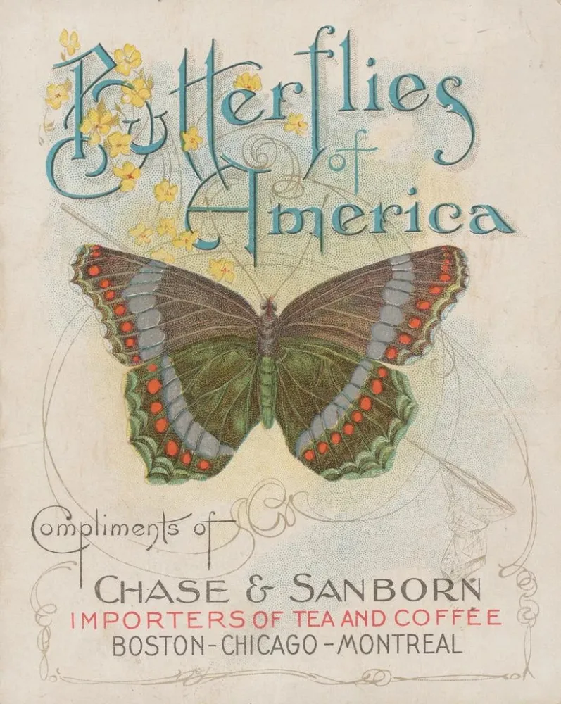Gemälde Papillons d'Amérique Pl1 - Chase Sanborn | Kunstdruck