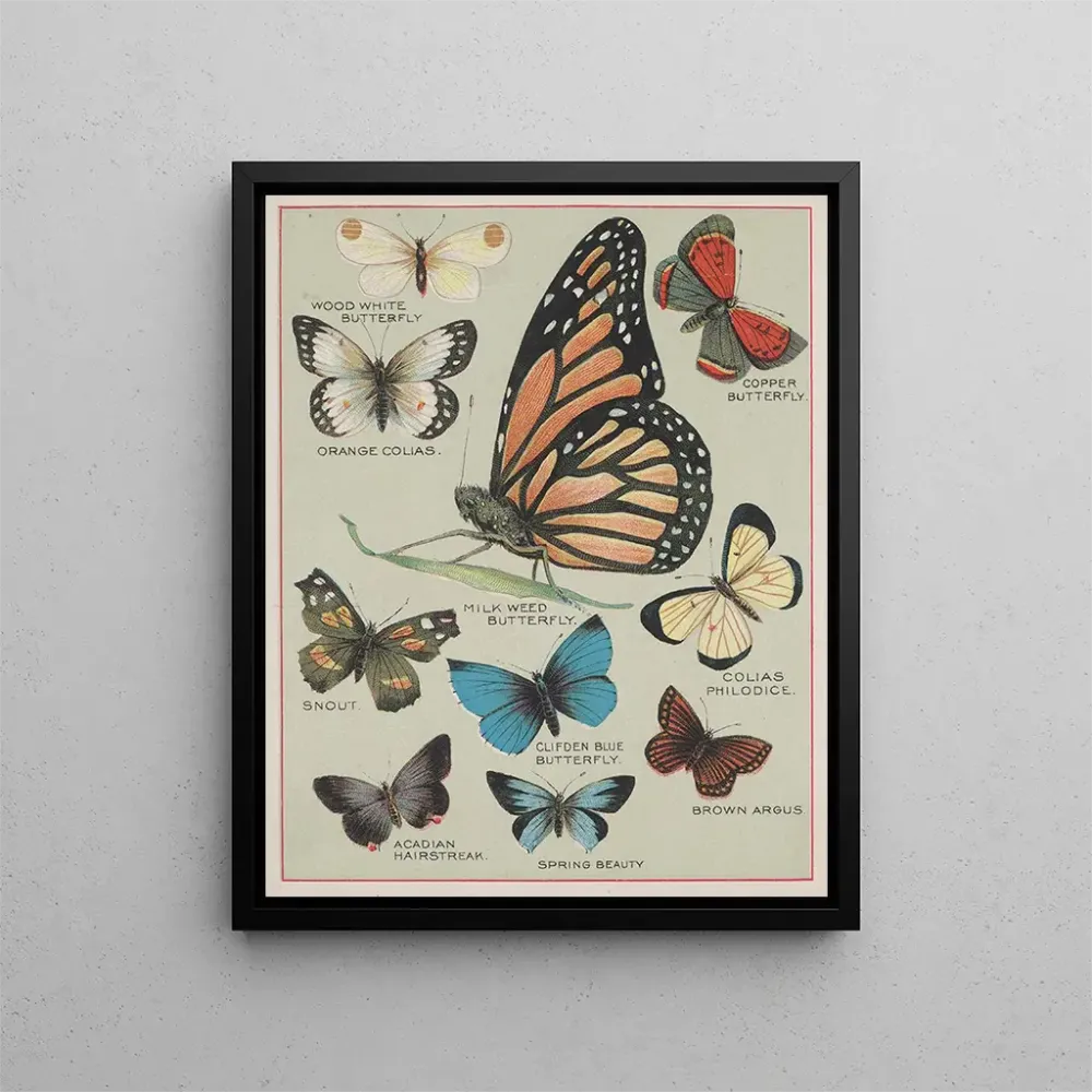 Gemälde Papillons d'Amérique Pl2 - Chase Sanborn | Kunstdruck