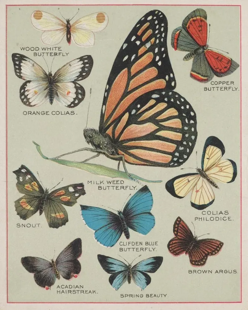 Gemälde Papillons d'Amérique Pl2 - Chase Sanborn | Kunstdruck
