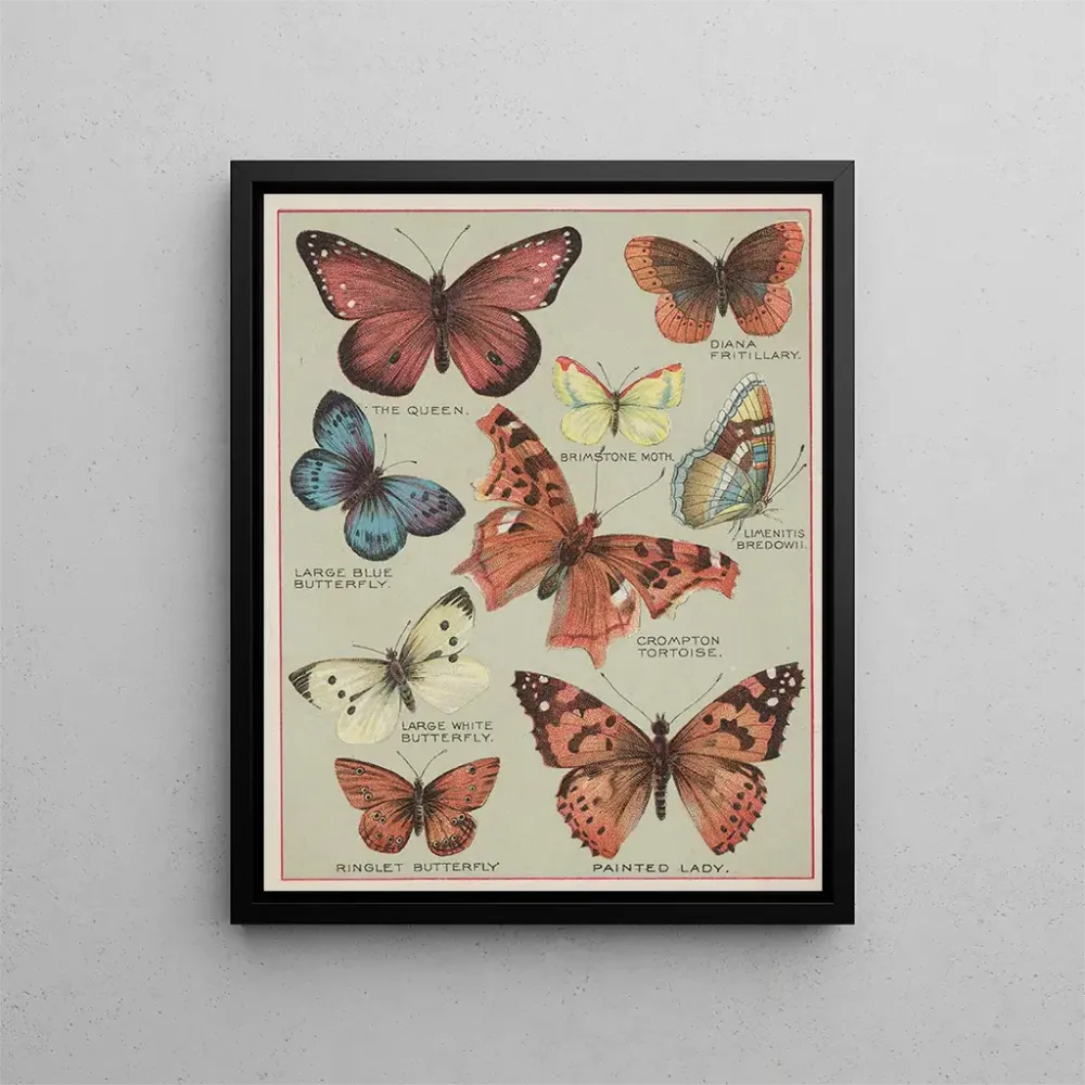 Gemälde Papillons d'Amérique Pl3 - Chase Sanborn | Kunstdruck