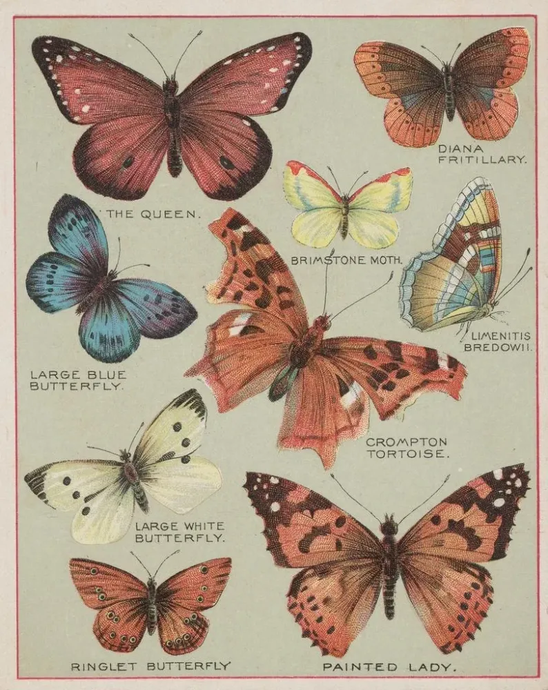 Gemälde Papillons d'Amérique Pl3 - Chase Sanborn | Kunstdruck