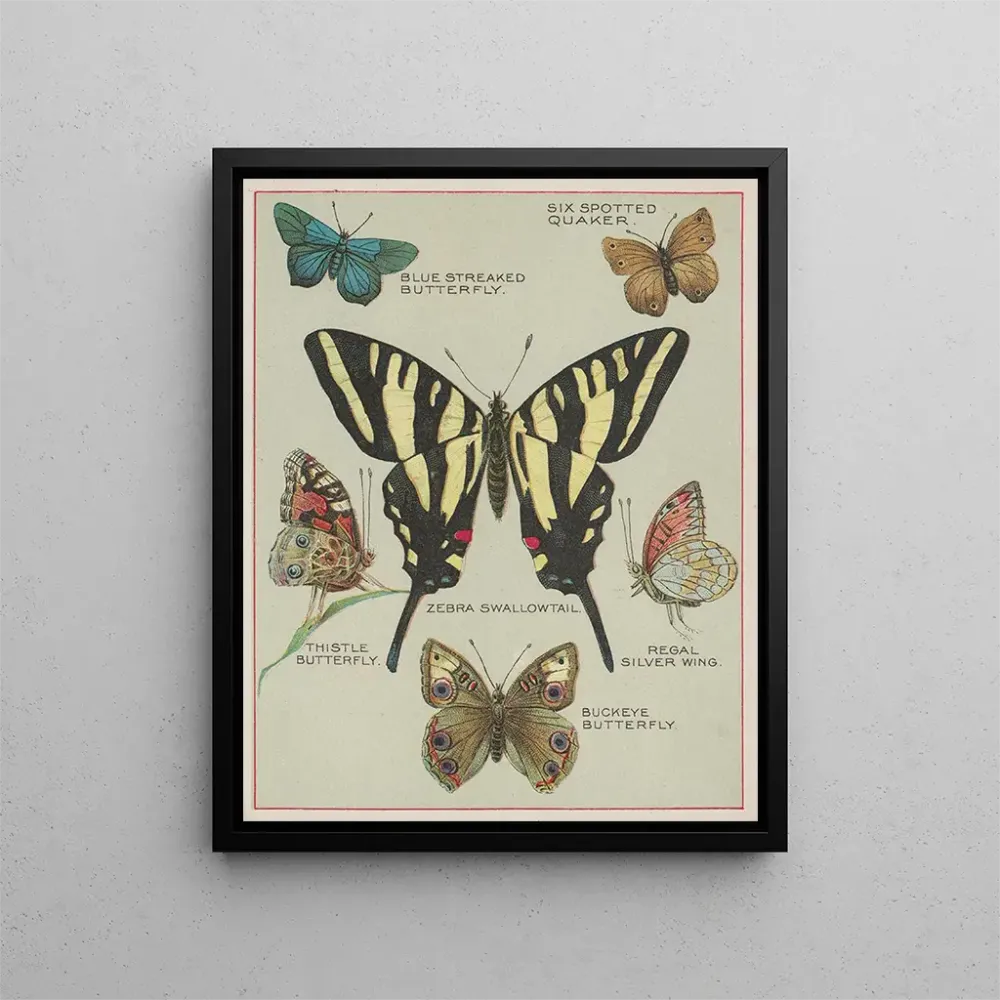 Gemälde Papillons d'Amérique Pl5 - Chase Sanborn | Kunstdruck