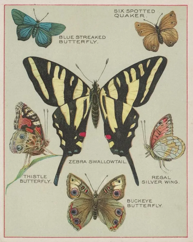 Gemälde Papillons d'Amérique Pl5 - Chase Sanborn | Kunstdruck