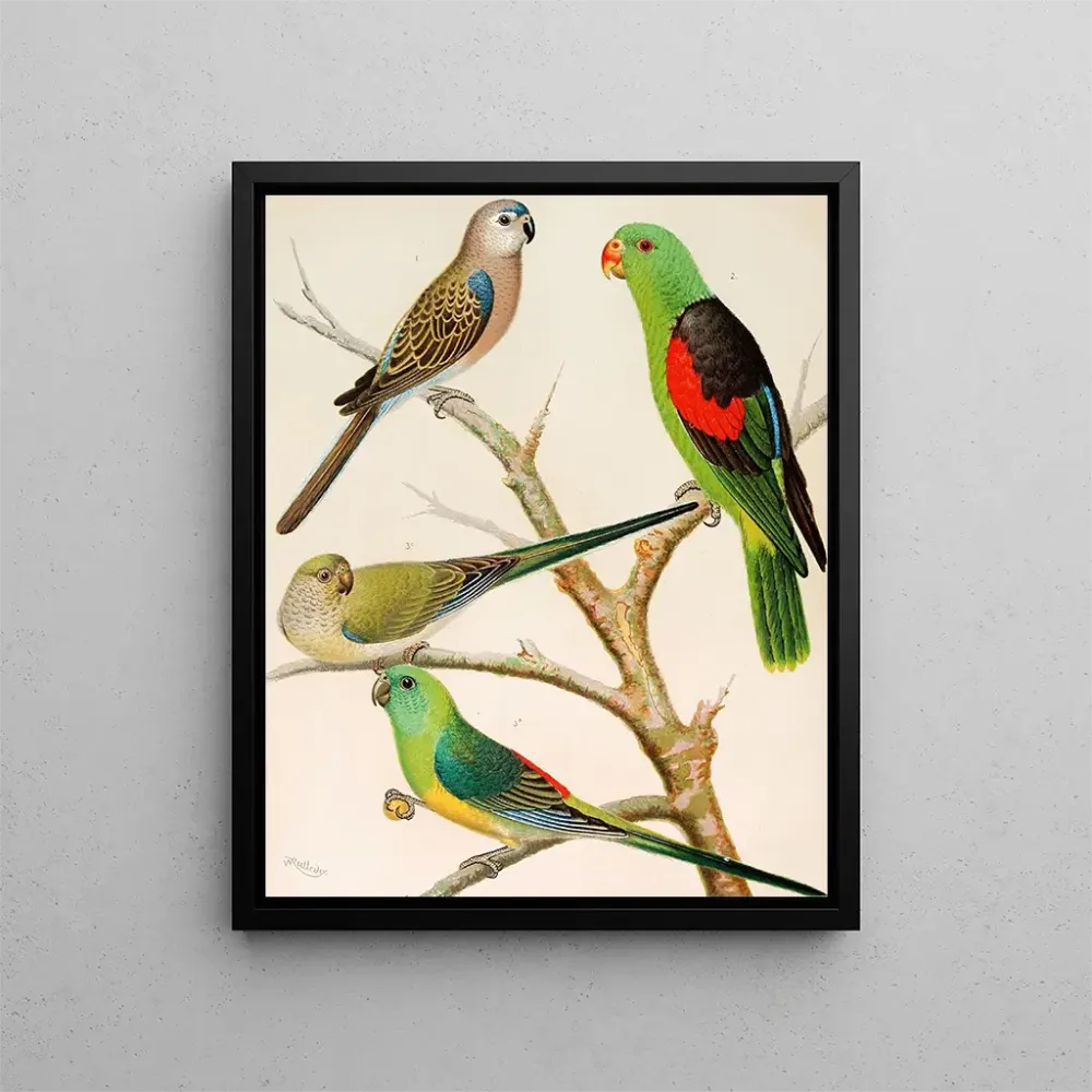 Gemälde Perroquet de Bourke - W. . Blakston | Kunstdruck