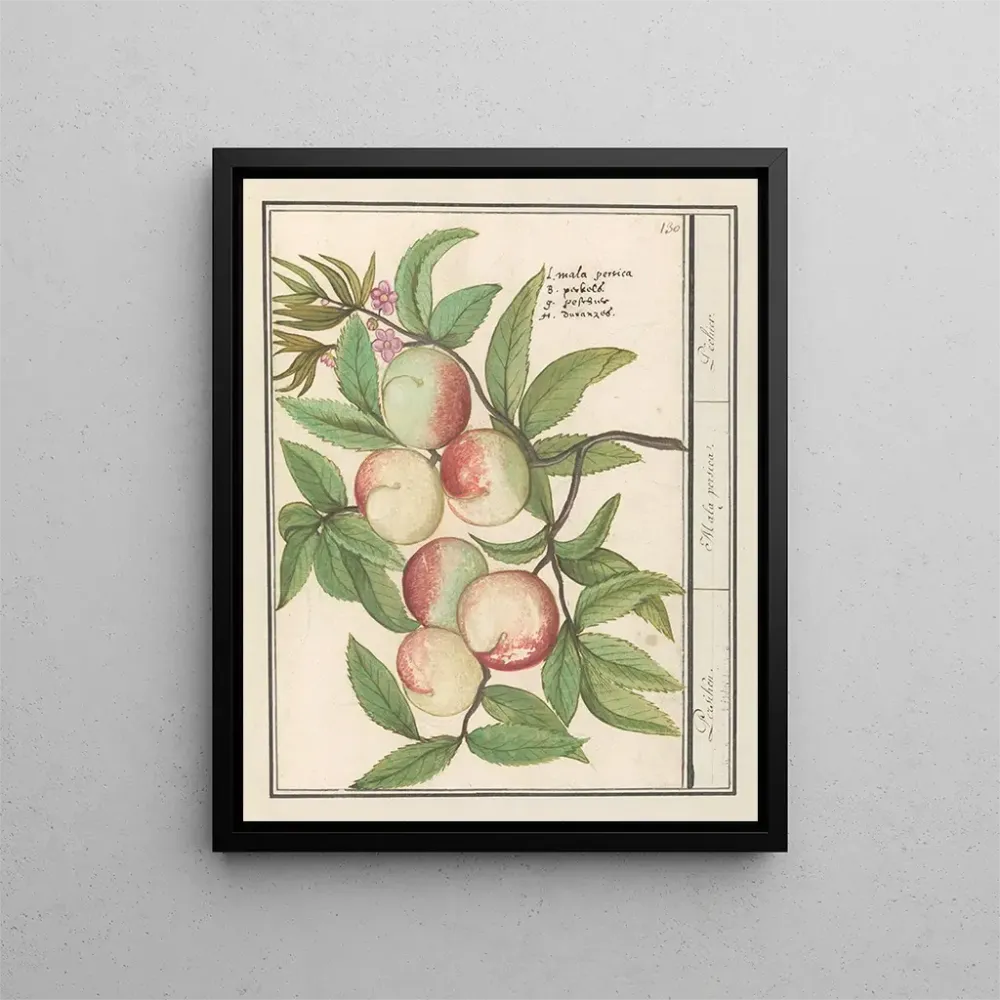 Gemälde Persicum Persicum Malabar Persicum - Anselmus Botius de Boodt | Kunstdruck
