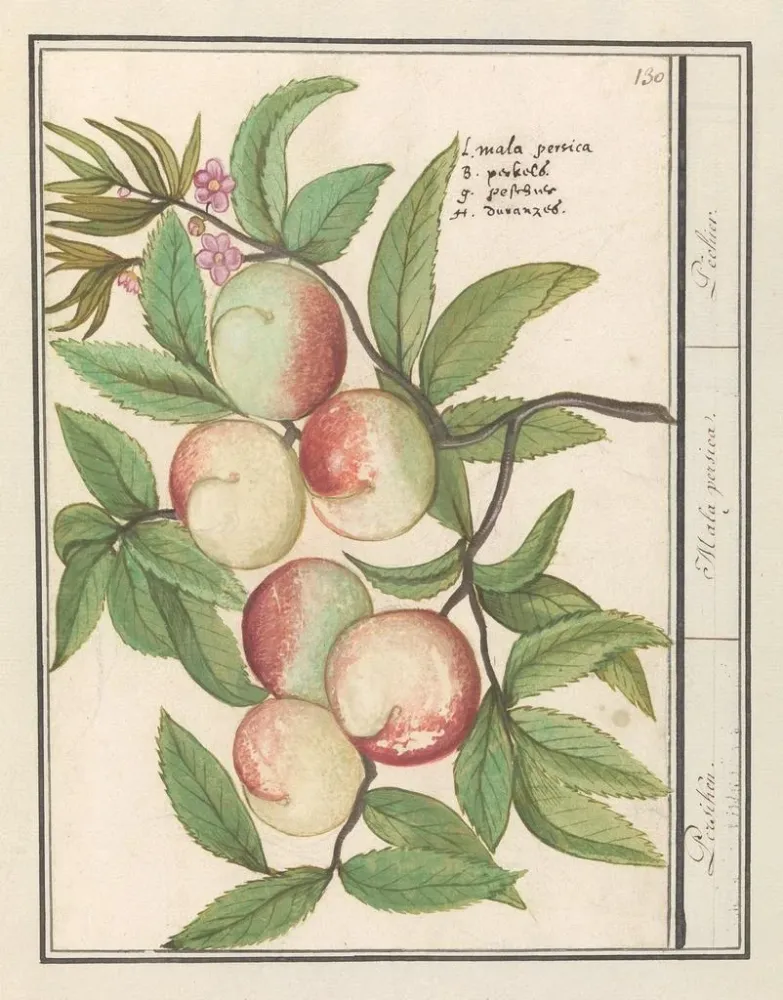 Gemälde Persicum Persicum Malabar Persicum - Anselmus Botius de Boodt | Kunstdruck
