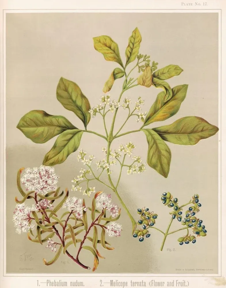 Gemälde 1 Phebalium nudum 2 Melicope ternata Blüte und Frucht - Sarah Featon | Kunstdruck