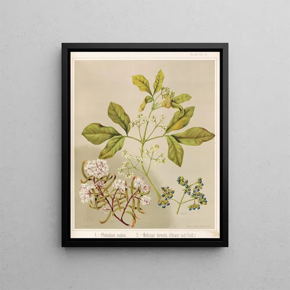 Gemälde 1 Phebalium nudum 2 Melicope ternata Blüte und Frucht - Sarah Featon | Kunstdruck