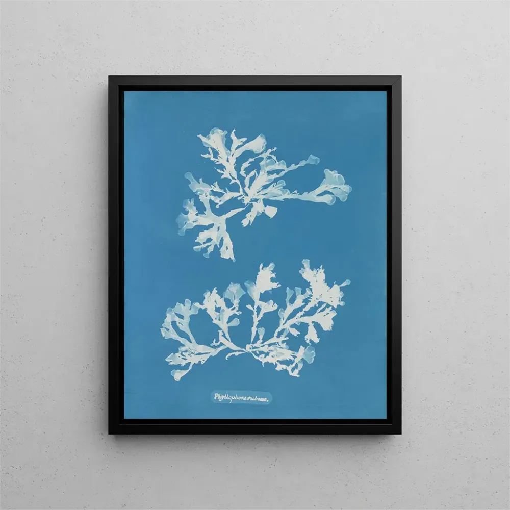 Gemälde Phyllophora rubens - Anna Atkins | Kunstdruck