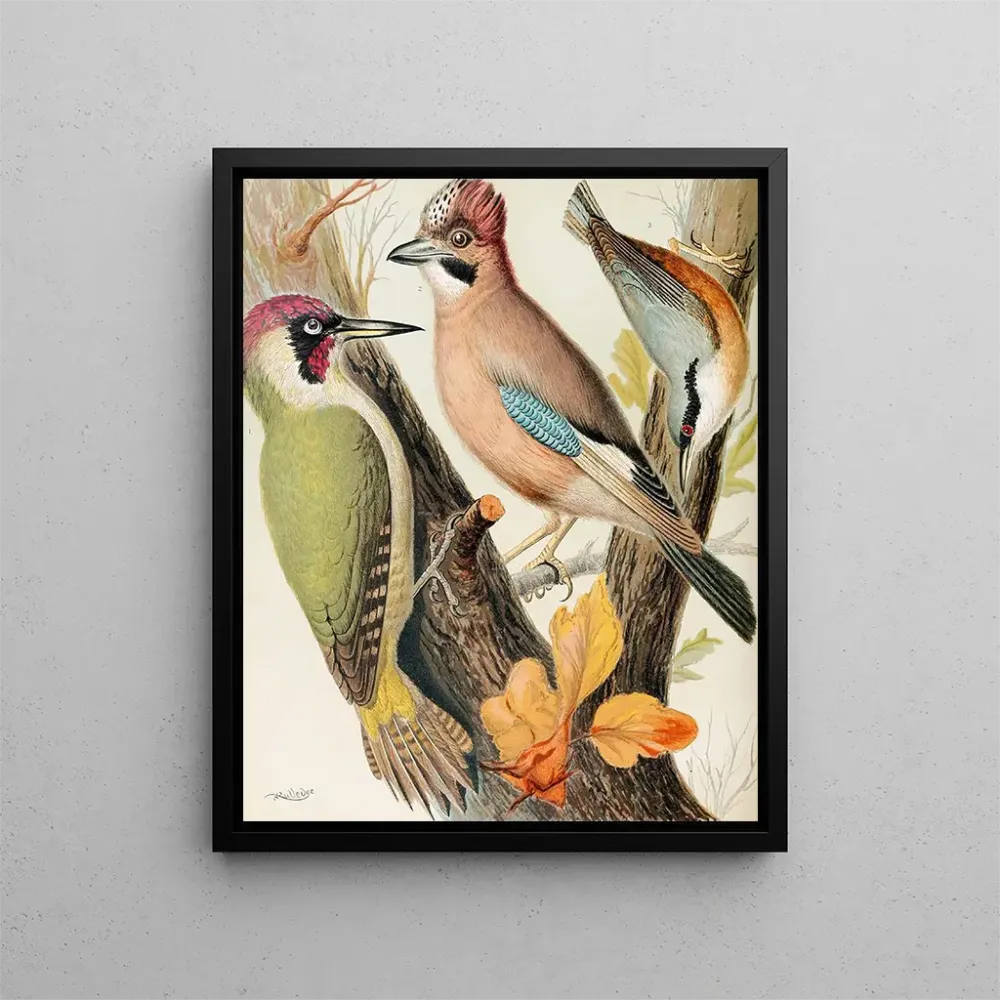 Gemälde Pic vert, Eichelhäher und Kleiber - W. . Blakston | Kunstdruck