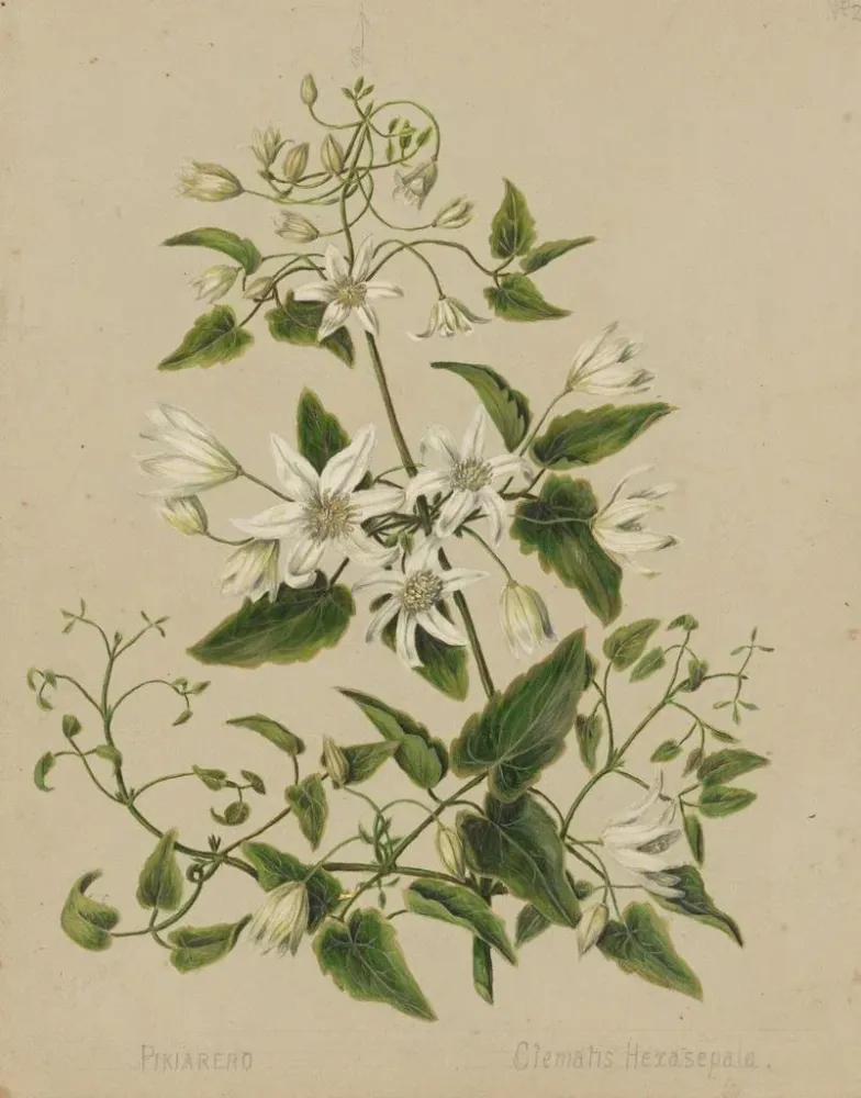 Gemälde Pikiarero Clematis hexasepala - Sarah Featon | Kunstdruck