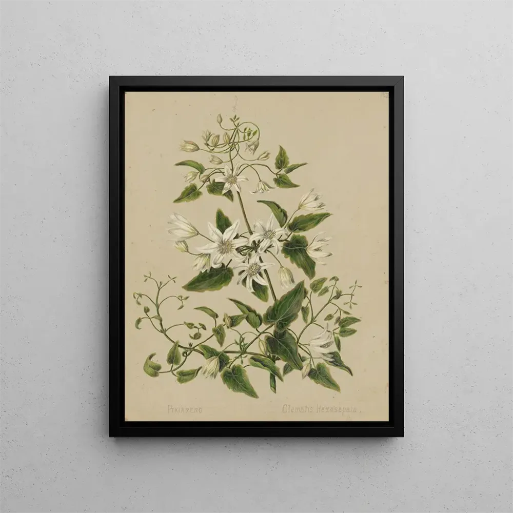 Gemälde Pikiarero Clematis hexasepala - Sarah Featon | Kunstdruck