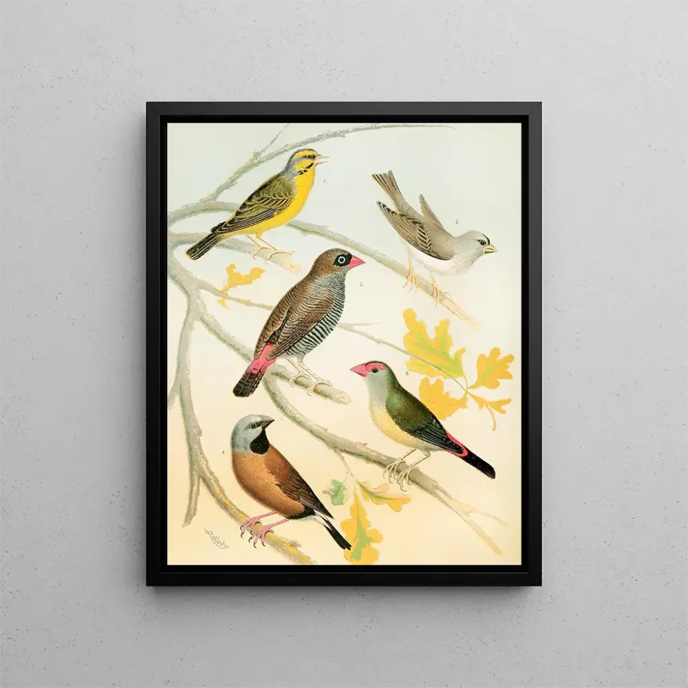 Gemälde Pinsons und australische Estrilden - W. . Blakston | Kunstdruck