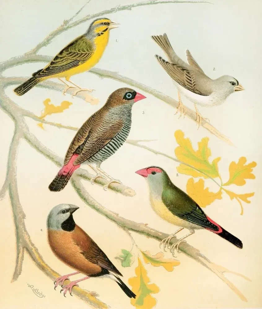 Gemälde Pinsons und australische Estrilden - W. . Blakston | Kunstdruck