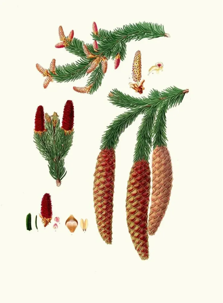 Gemälde Pinus abies, norwegische Fichte - Aylmer Bourke Lambert