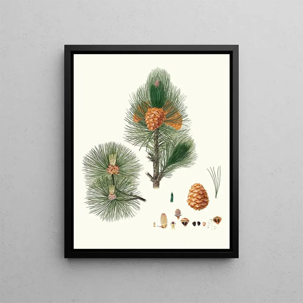 Gemälde Pinus cembra, Kiefer von Sibirien - Aylmer Bourke Lambert | Kunstdruck