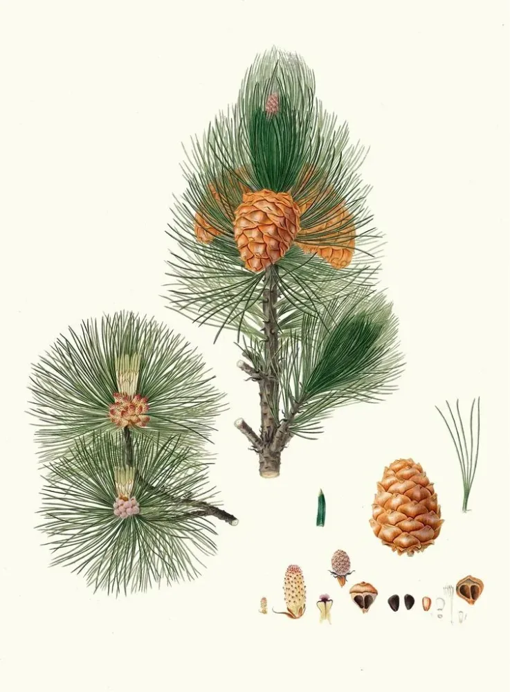 Gemälde Pinus cembra, Kiefer von Sibirien - Aylmer Bourke Lambert | Kunstdruck