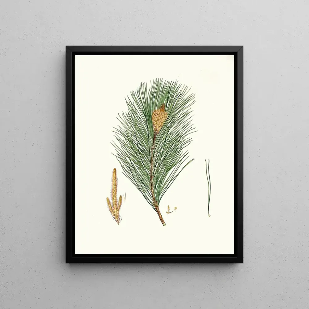 Gemälde Pinus massoniana, indischer Kiefernbaum - Aylmer Bourke Lambert | Kunstdruck