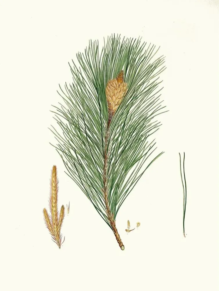 Gemälde Pinus massoniana, indischer Kiefernbaum - Aylmer Bourke Lambert | Kunstdruck