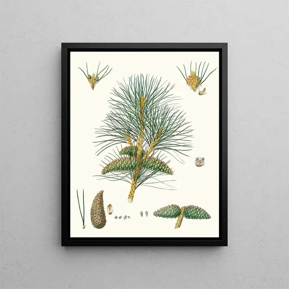 Gemälde Pinus pallasiana, pin tartare - Aylmer Bourke Lambert | Kunstdruck