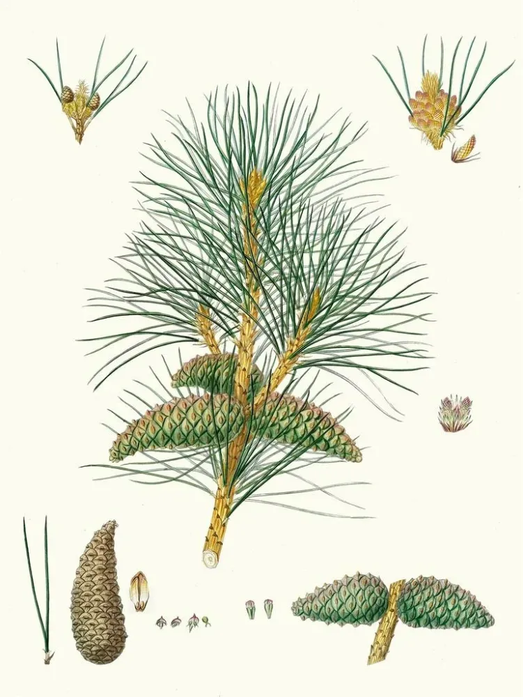 Gemälde Pinus pallasiana, pin tartare - Aylmer Bourke Lambert | Kunstdruck