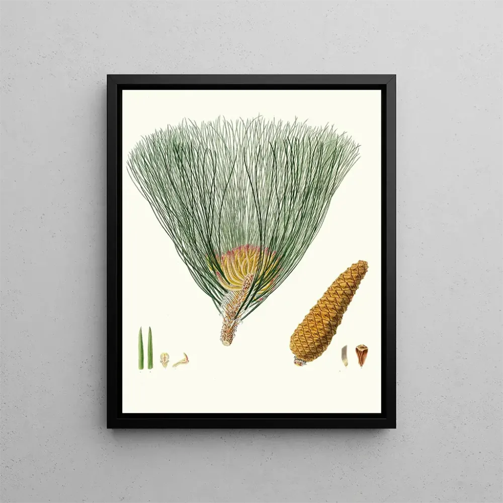 Gemälde Pinus palustris - Aylmer Bourke Lambert | Kunstdruck