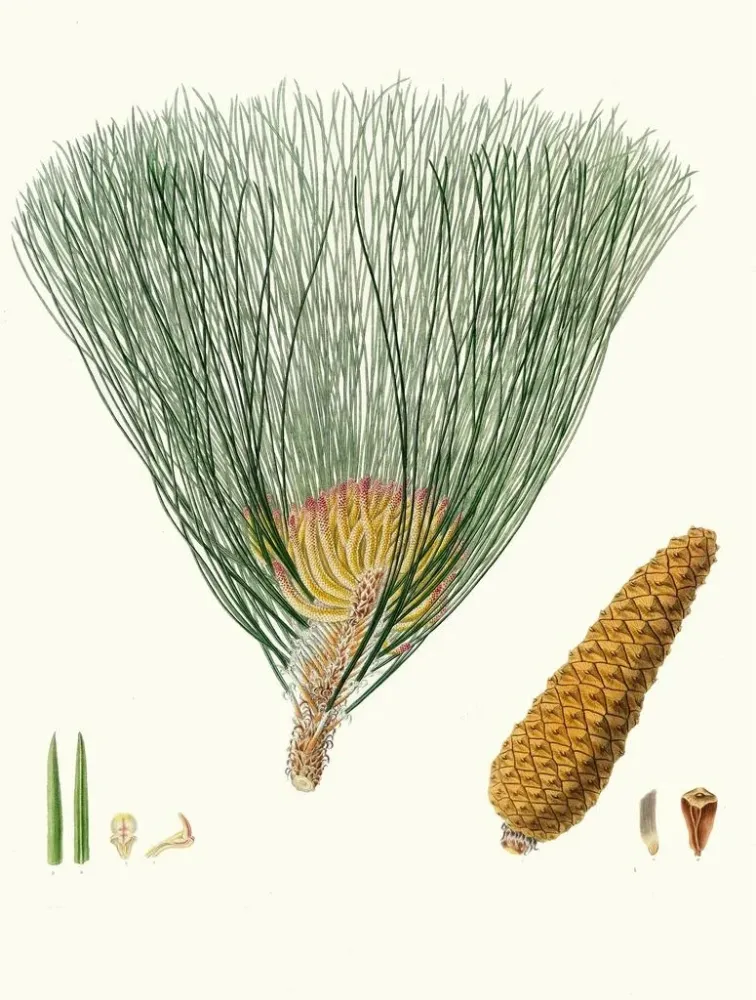 Gemälde Pinus palustris - Aylmer Bourke Lambert | Kunstdruck