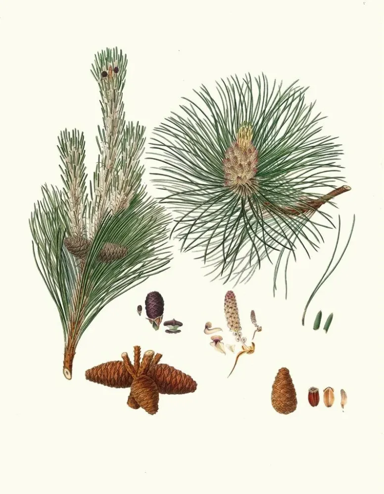 Gemälde Pinus resinosa - Aylmer Bourke Lambert