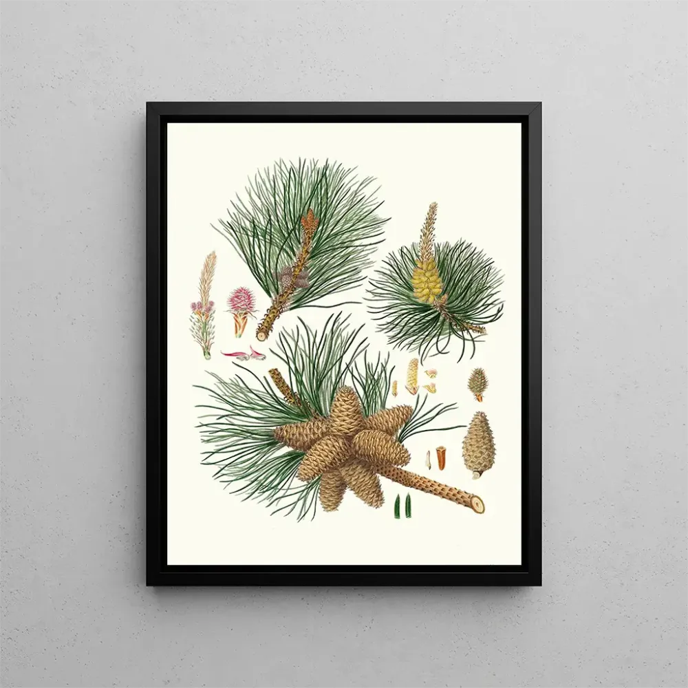 Gemälde Pinus rigida - Aylmer Bourke Lambert