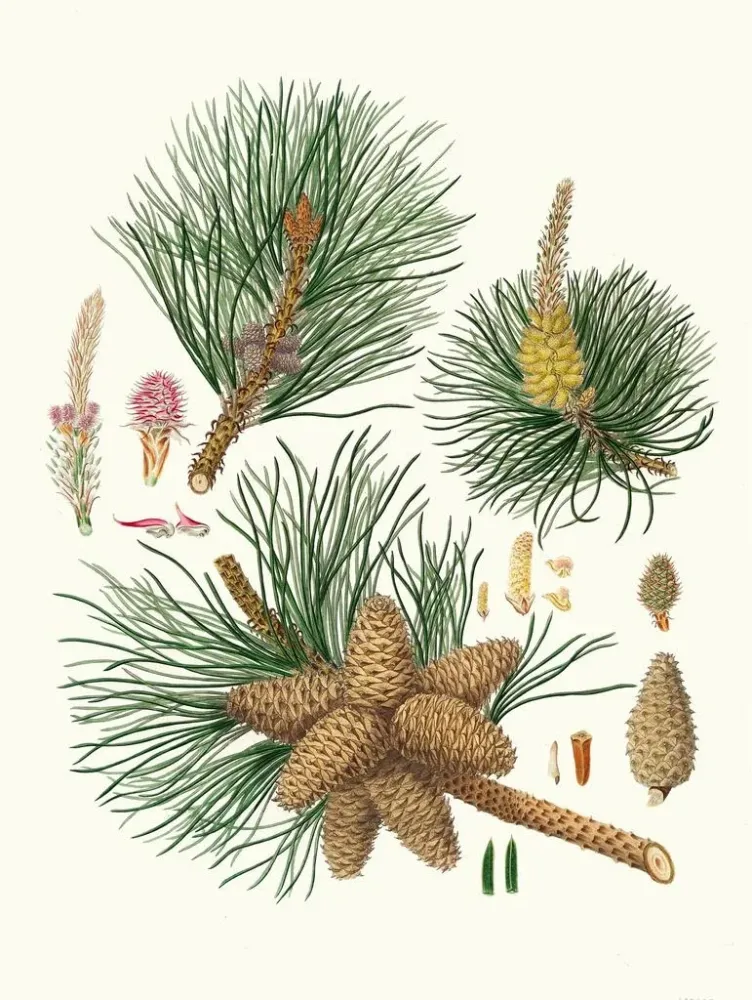 Gemälde Pinus rigida - Aylmer Bourke Lambert