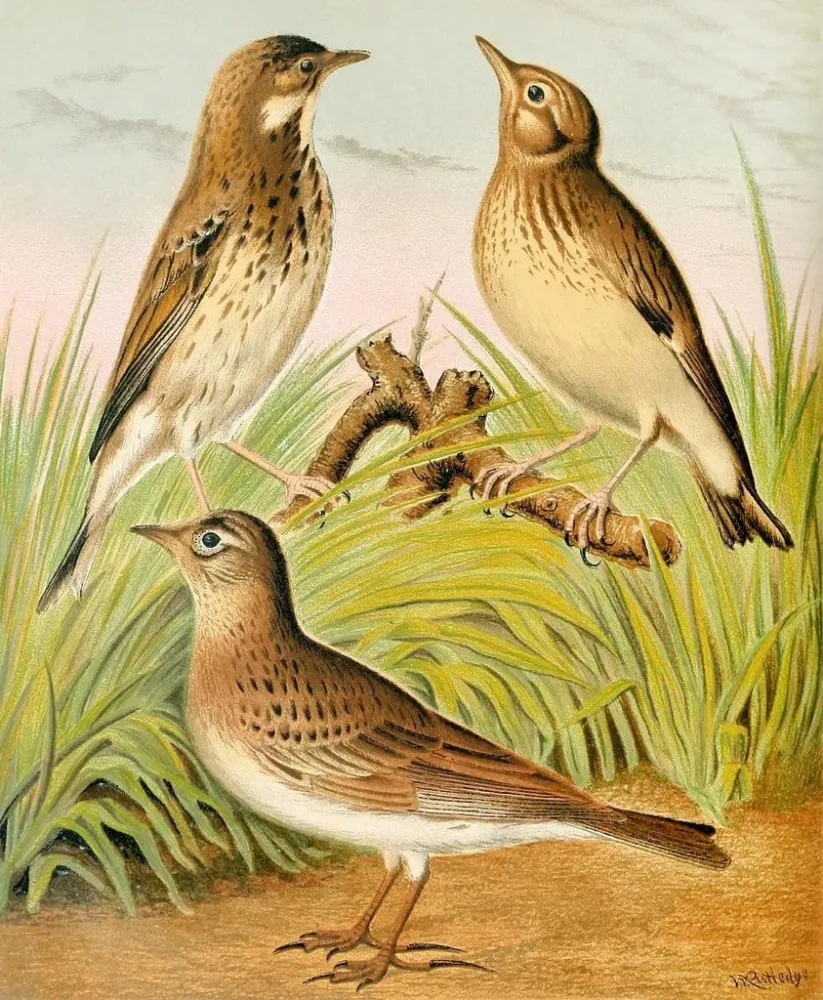 Gemälde Pipit des arbres, alouette, und Lulu - W. . Blakston | Kunstdruck