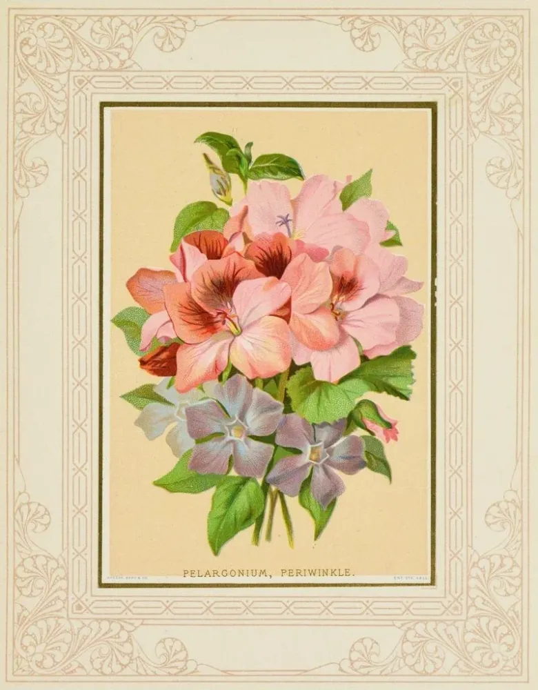 Gemälde Pélargonium, Veilchen - Marcus Ward & Co. | Kunstdruck