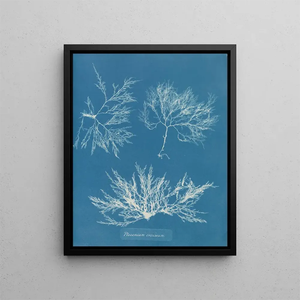 Gemälde Plocamium cramoisi - Anna Atkins | Kunstdruck