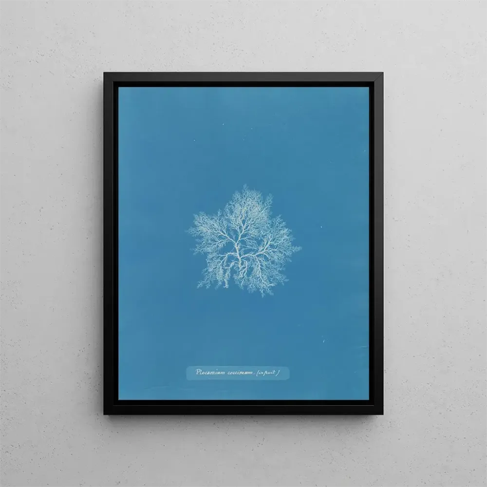 Gemälde Plocamium cramoisi dans les fruits - Anna Atkins | Kunstdruck