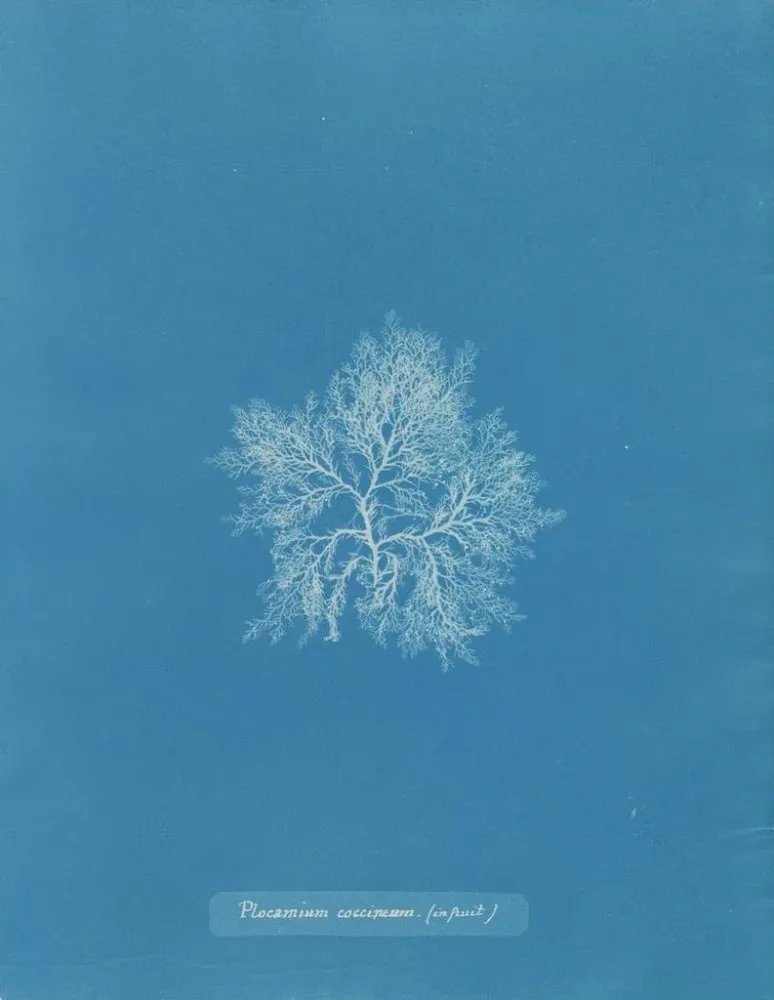 Gemälde Plocamium cramoisi dans les fruits - Anna Atkins | Kunstdruck
