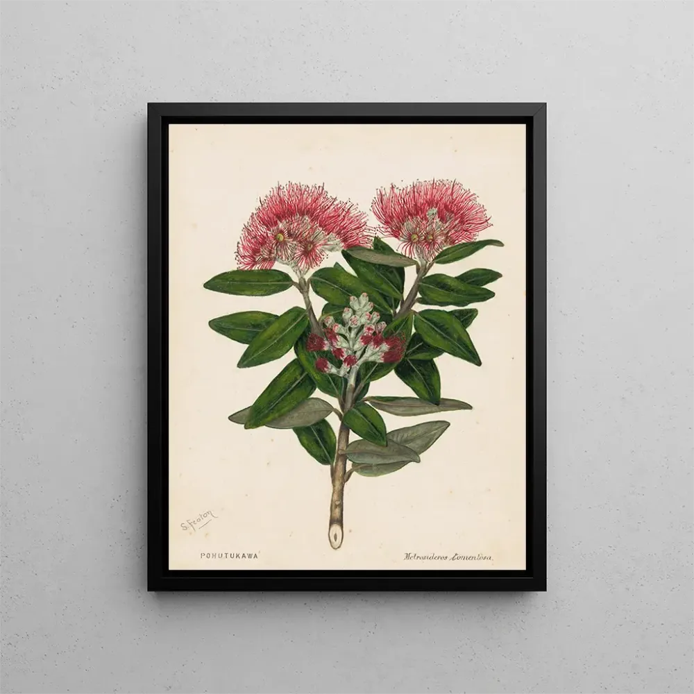 Gemälde Pohutukawa Metrosideros tomentosa - Sarah Featon | Kunstdruck