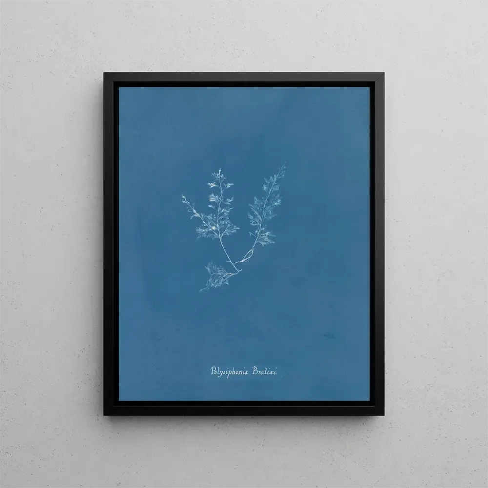 Gemälde Polysiphonia Brodiaei Partie X - Anna Atkins | Kunstdruck