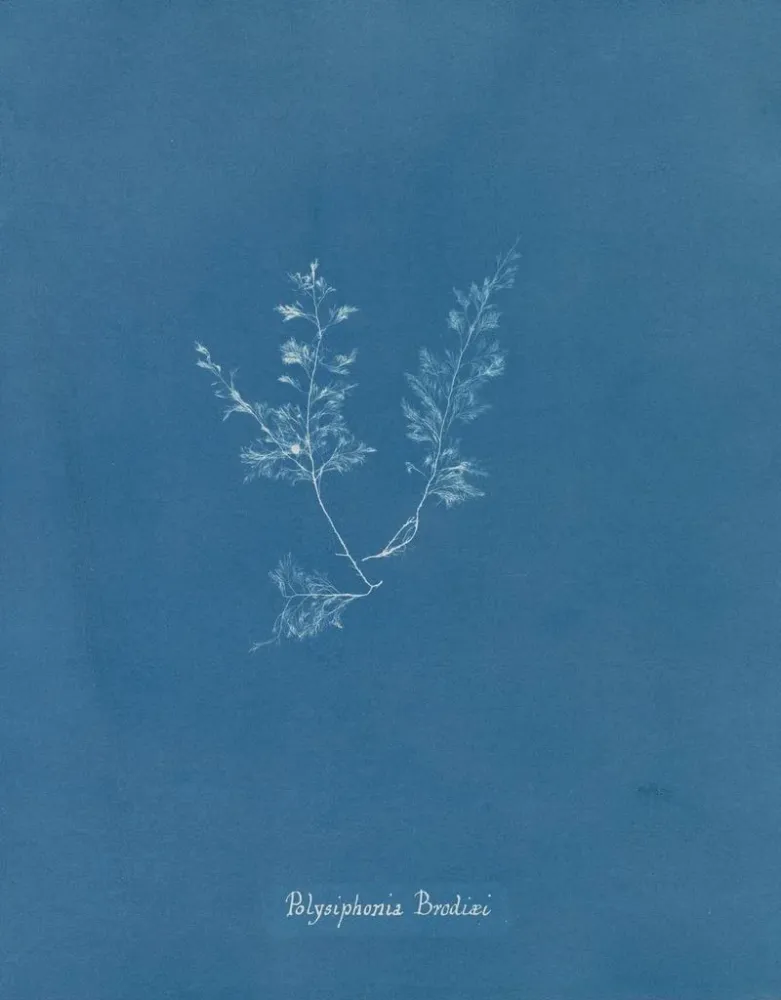Gemälde Polysiphonia Brodiaei Partie X - Anna Atkins | Kunstdruck
