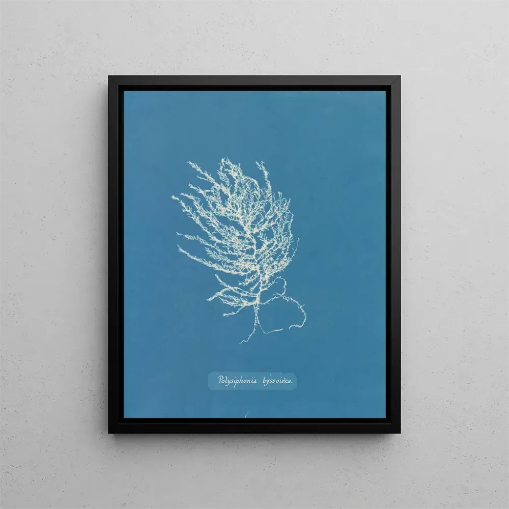 Gemälde Polysiphonia byssoides von Anna Atkins | Kunstdruck
