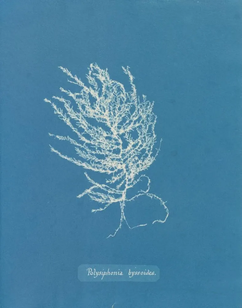 Gemälde Polysiphonia byssoides von Anna Atkins | Kunstdruck