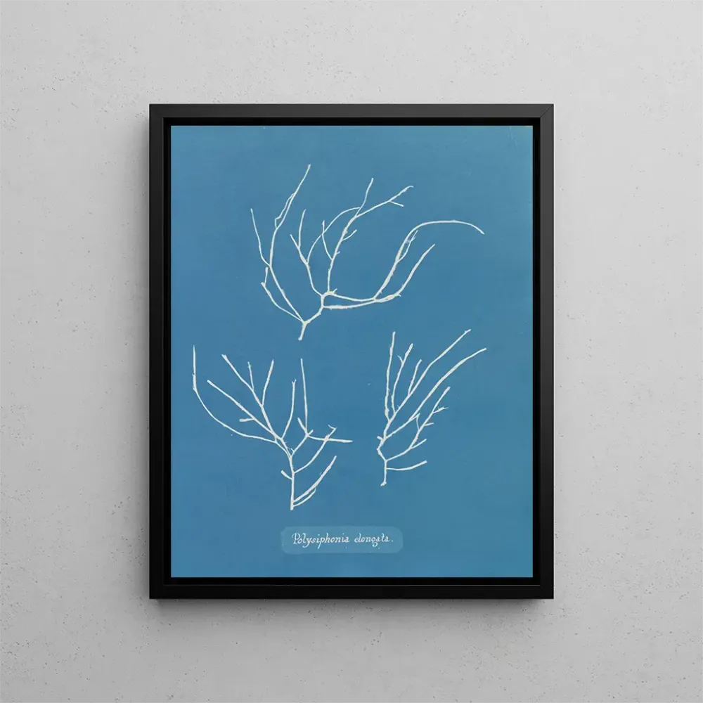 Gemälde Polysiphonia elongata - Anna Atkins | Kunstdruck