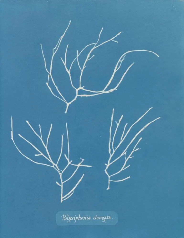 Gemälde Polysiphonia elongata - Anna Atkins | Kunstdruck