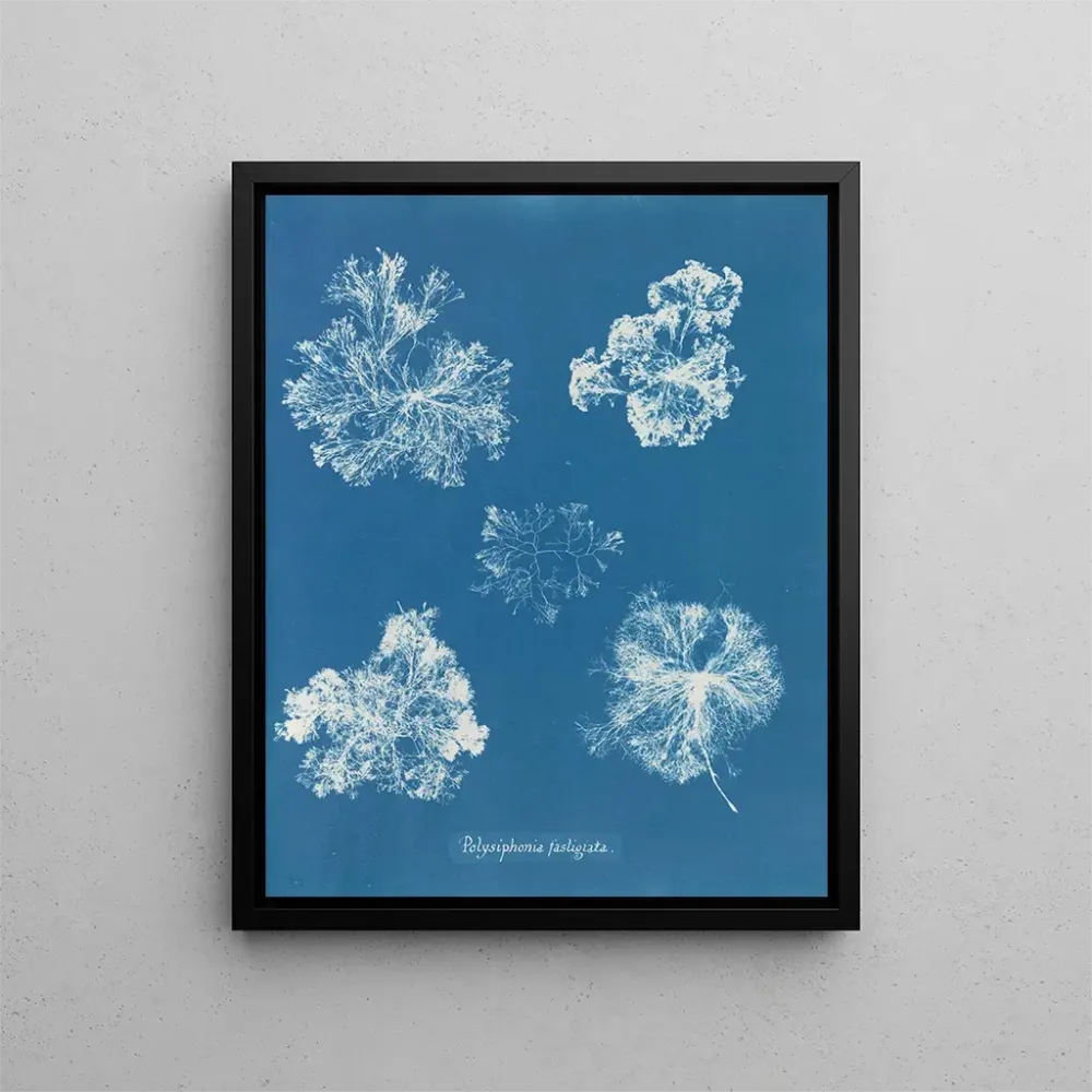 Gemälde Polysiphonia fastigiata - Anna Atkins | Kunstdruck