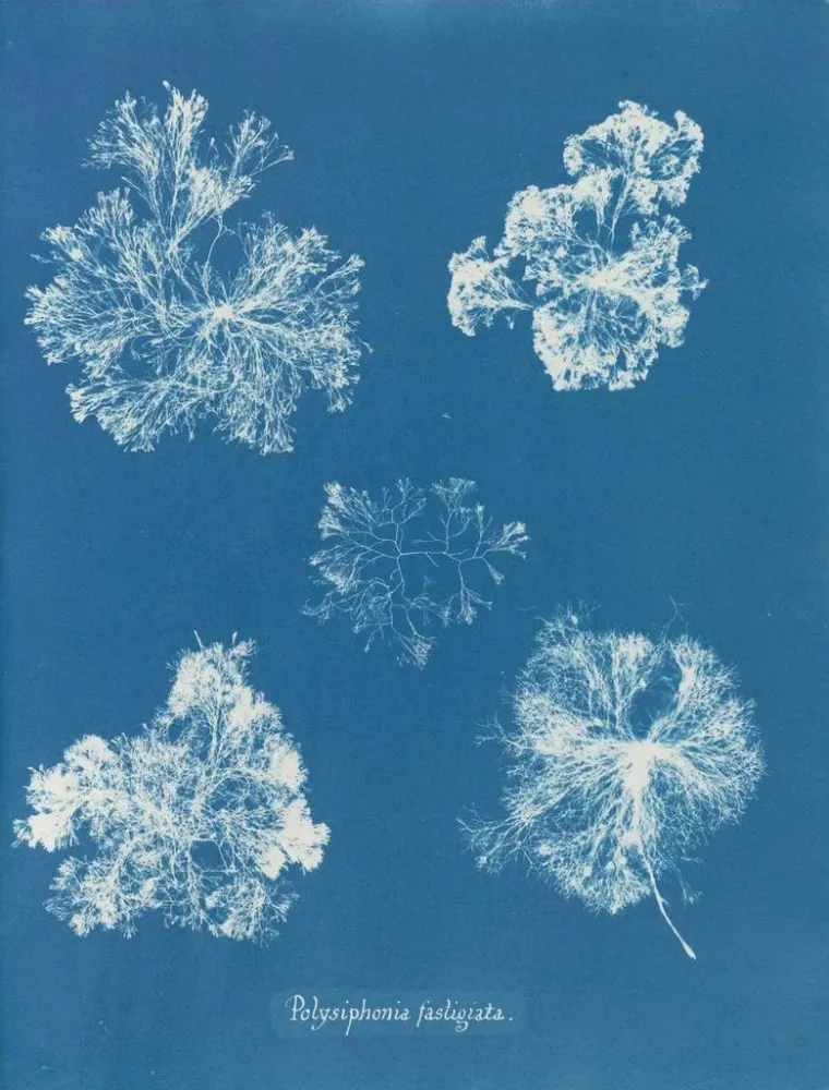 Gemälde Polysiphonia fastigiata - Anna Atkins | Kunstdruck