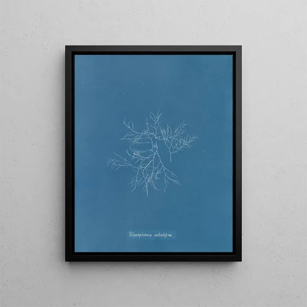 Gemälde Polysiphonia subulifera - Anna Atkins | Kunstdruck
