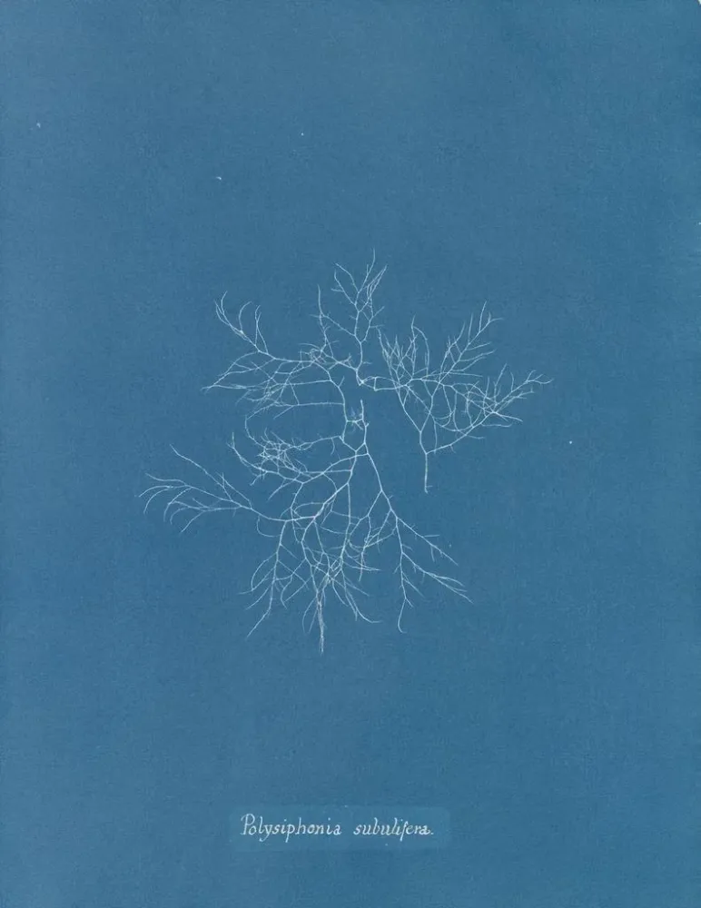 Gemälde Polysiphonia subulifera - Anna Atkins | Kunstdruck