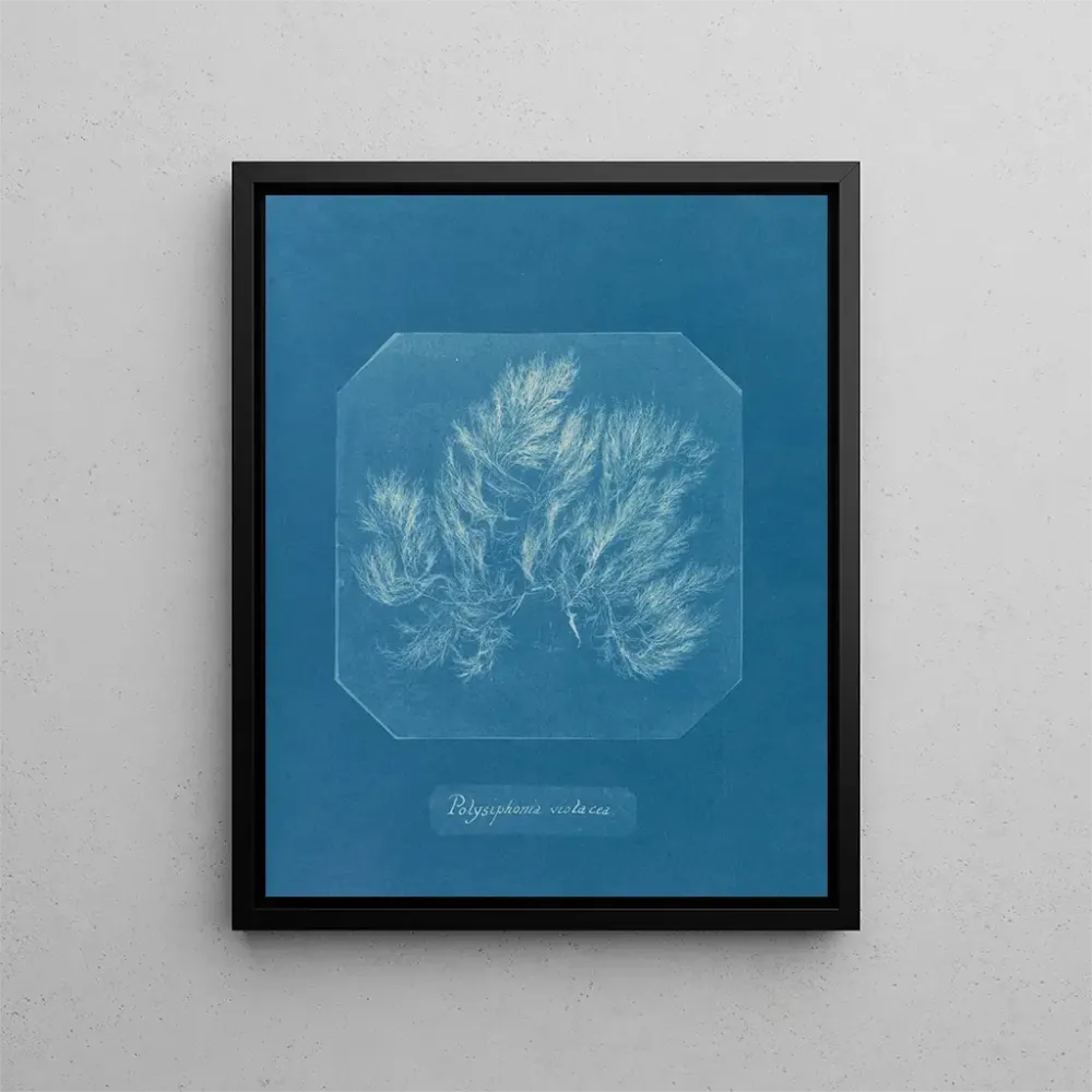 Gemälde Polysiphonia violacea - Anna Atkins | Kunstdruck